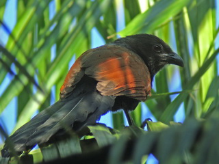 Philippine Coucal, Cebu