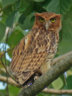 Philippine Eagle Owl at Angono