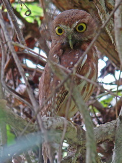 Philippine Hawk Owl -Boobook