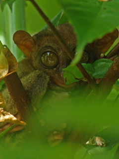 Philippine Tarsier on Bohol