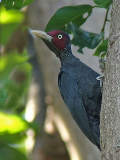Sooty Woodpecker at Subic Bay