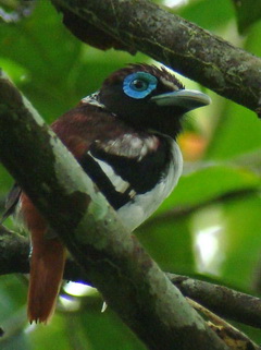 Visayan Wattled Broadbill in the Philippines