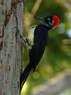 White-bellied Woodpecker