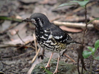 Ashy Thrush La Mesa
            Park in Manila