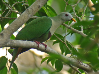 Black-chinned Fruit Dove