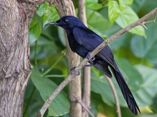 Black Shama on Cebu