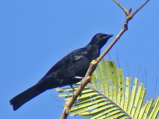 Blackish Cuckoo-shrike at Subic Bay