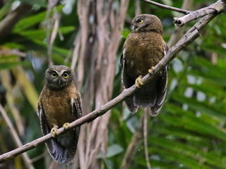 Cebu Hawk Owl -Boobook