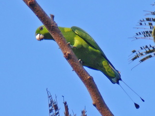 Green Racquet-tail at Subic Bay