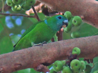 Guaiabero at Subic in the Philippines