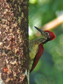 Luzon Flameback at Subic