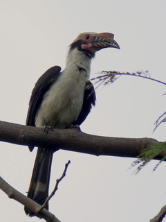 Luzon Hornbill