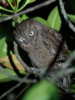 Mantanani Scops Owl on Palawan