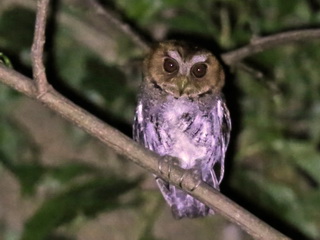 Negros Scops Owl