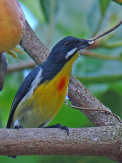 Palawan Flowerpecker