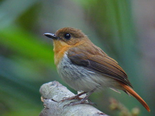 Palawan Flycatcher near Puerto Princesa