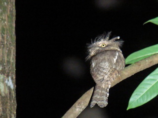 Palawan Frogmouth