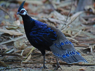 Palawan Peacock Pheasant in the Philippines