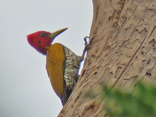 Red-headed Flameback Palawan