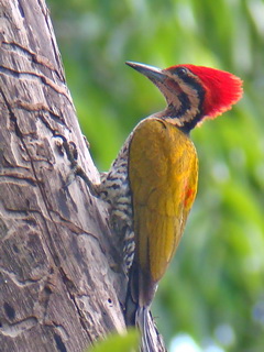 Spot-throated Flameback on Palawan