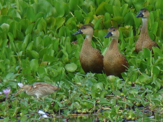 Wandering Whistling Ducks