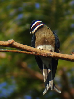 Whiskered Treeswift Subic