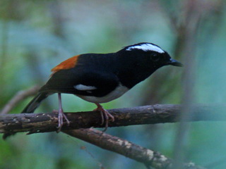White-browed Shama in the Philippines