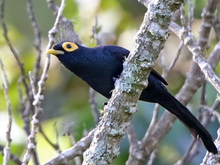 Apo Myna on Mount Kitanglad