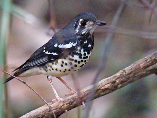 Ashy Thrush at La Mesa Manila