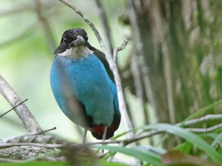 Azure-breasted Pitta Picop