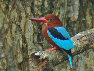 Brown-breasted Kingfisher