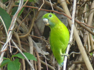 Guaiabero at Subic Bay