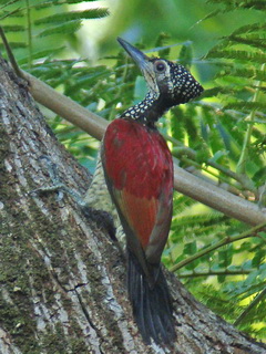 Luzon Flameback at Subic