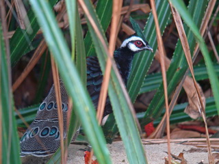 Palawan Peacock Pheasant