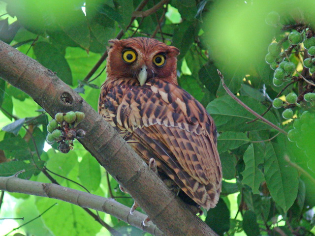 Philippine Eagle Owl at Angono