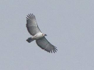 Philippine Eagle on Kitanglad