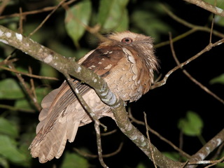 Philippine Frogmouth on Kitanglad