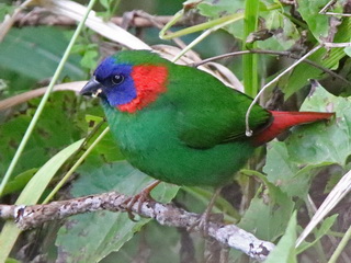 Red-eared Parrotfinch in Mindanao