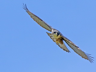 Rufous-bellied Eagle, Kitanglad