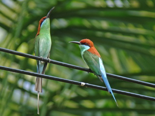 Rufous-crowned Bee-eater Subic