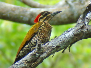 Spot-throated Flameback on Palawan