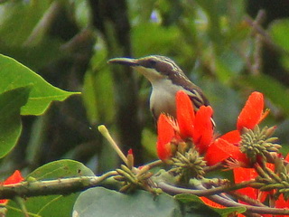 Stripe-headed Rhabdornis at Makiling