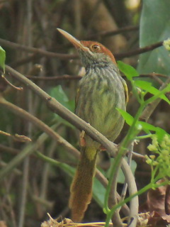 Trilling Tailorbird, Subic