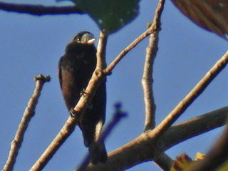 White-fronted Tit at Subic