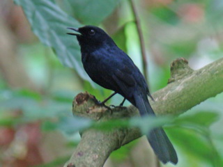 White-vented Shama on Palawan