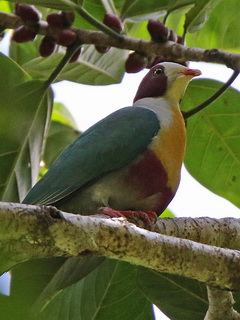 Yellow-breasted Fruit Dove on Kitanglad