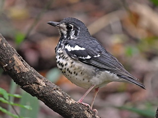 Ashy Thrush