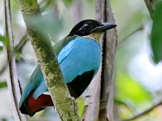 Azure-breasted Pitta at Picop