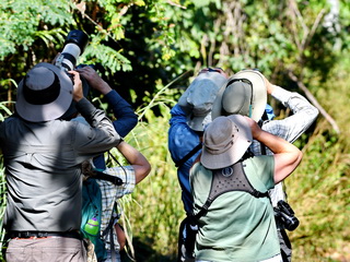 Birders in action