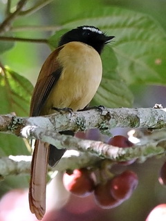 Black-and-Cinnamon Fantail